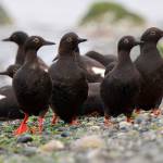 Govinda Rosling &mdash; photo Pigeon Guillemots are the only seabird that breeds on Whidbey Island, according to Frances Wood.