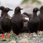 Whidbey ‘citizen scientists’ publish seabird study