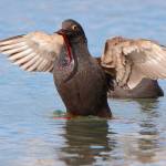 Govinda Rosling photo &mdash; A Pigeon Guillemot catches a worm in shallow waters. The volunteer study showed that while the seabird&rsquo;s population is stable, there were some noted changes in their diet.