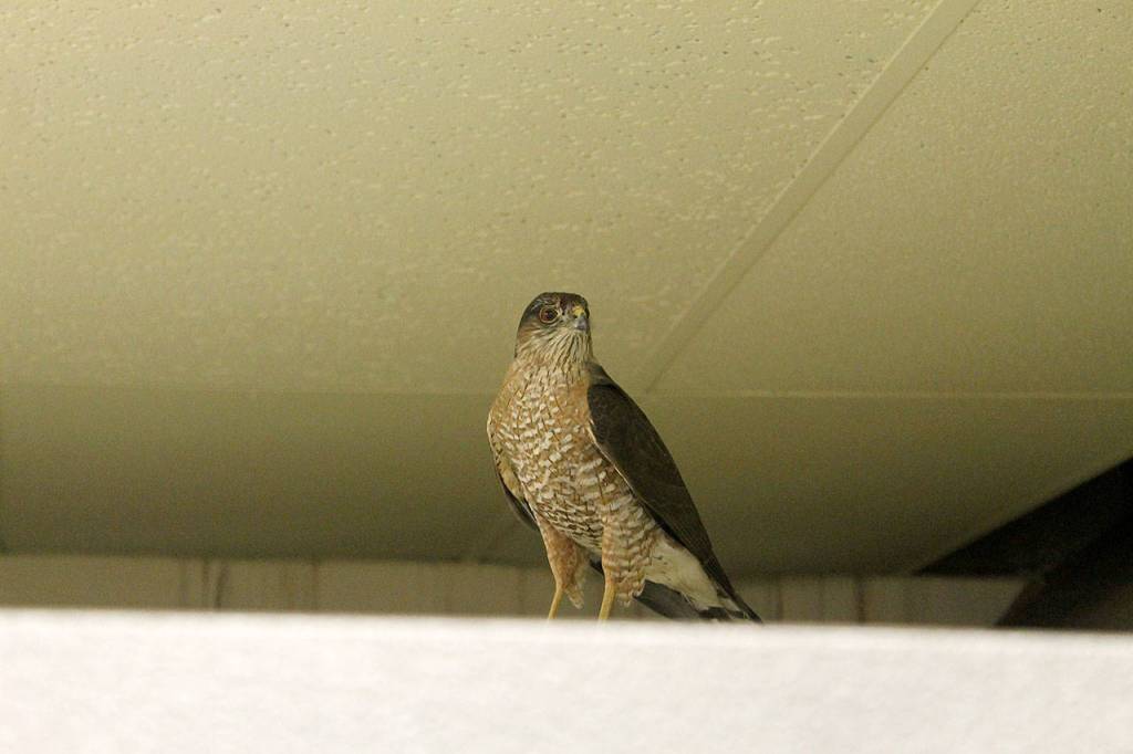 Evan Thompson / The Record &mdash; The sharp-shinned hawk perched itself near the produce section inside The Goose for several hours on Wednesday.