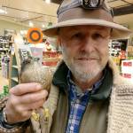 Evan Thompson / The Record &mdash; Falconer Steve Layman donned a headlamp and used a tactical strobing flashlight to successfully captured the sharp-shinned hawk Wednesday night inside The Goose.