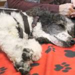 Evan Thompson / The Record &mdash; Ruby, a three-year-old parti poodle, is a trained community service dog with literacy program Reading with Rover.