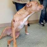 Jessie Stensland / Whidbey News Group &mdash; A dog named Daisy is evaluated at the WAIF shelter near Coupeville. The pitbull was euthanized after suffering massive injuries from being thrown from a vehicle and struck by vehicles.