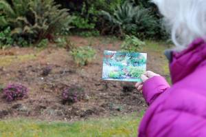 Rabbits raid Langley City Hall garden, but overall population appears to be on the decline