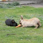 Evan Thompson / The Record &mdash; Two rabbits munch on a carrot near Langley Middle School on Thursday afternoon.