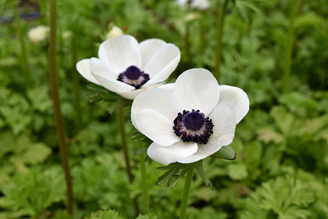 Kyle Jensen / The Record &mdash; Sonshine Farm grows a litany of flowers, including azaleas.