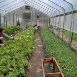 Kyle Jensen / The Record &mdash; Sonshine Farm co-owner Pam Uhlig picks azaleas in one of her farm&rsquo;s greenhouses.