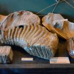 Justin Burnett/The Record &mdash; Teeth belonging to a Columbian mammoth are on display at museum in Coupeville. They will become part of a new exhibit detailing a prehistory of Island County during the Ice Age.