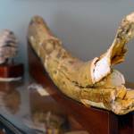Justin Burnett/The Record &mdash; A Columbian mammoth tusk found on Whidbey.
