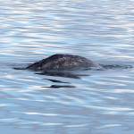 Cascadia Research photo &mdash; Gray Whale 22 is seen swimming Monday near the area where a gray was struck by a boat the day prior. It&rsquo;s unclear which whale was hit; 22 was one of about five seen.