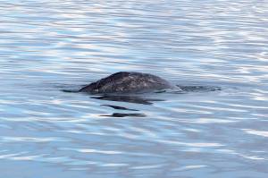 Status of gray whale hit by boat unknown