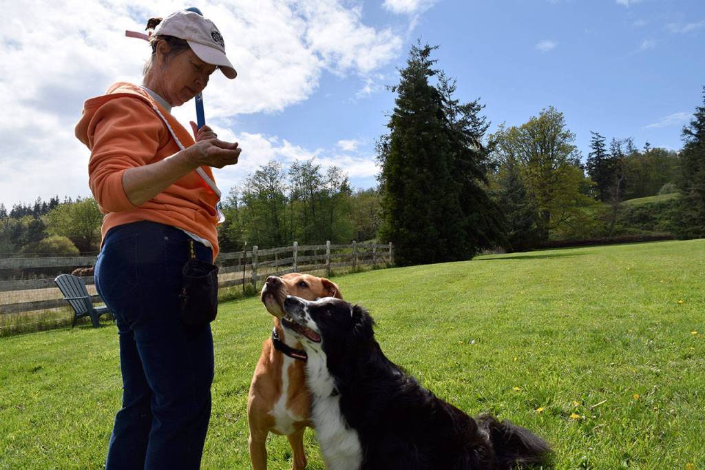 Kyle Jensen / The Record &mdash; Kiernan holds treats for Murray and Walter, a 7-year-old pit bull and lab mix.