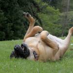 Contributed photo &mdash; Buster, a mastiff who is &ldquo;not the most social dog,&rdquo; enjoys his first time at the park by rolling around in the grass.