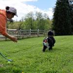 Kyle Jensen / The Record &mdash; Murray, a 7-year-old border collie and Australian shepherd mix, returns his ball to owner Lynn Kiernan.