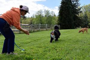 Freeland man rents out property as private pup park
