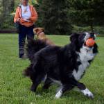 Kyle Jensen / The Record &mdash; Murray retrieves his ball.