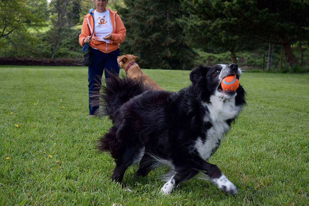Kyle Jensen / The Record &mdash; Murray retrieves his ball.