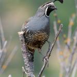 Craig Johnson photo &mdash; A male California quail watches over a large brood from his perch.