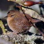Craig Johnson photo &mdash; A tiny Pacific wren warms up in morning sunlight. It&rsquo;s a bird people don&rsquo;t often see as it&rsquo;s often concealed by dense underbrush.