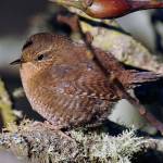 Springtime on Whidbey brings birdsong, familiar and unfamiliar