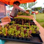 Bayview Farmers Market official reports strong opening day