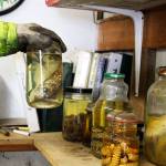 Many weird things have been left at the toxic waste site over the years, including unidentifiable jars of snakes, worms and fish, points out Gene Clark, recycling and harzardous waste coordinator. Photo by Patricia Guthrie/Whidbey News-Times