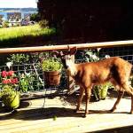 This young deer was brave enough to come up on Coupeville resident Frances Blue&rsquo;s deck to eat her flowers. Photo provided by Frances Blue.