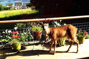 Deer ruckus hits Coupeville