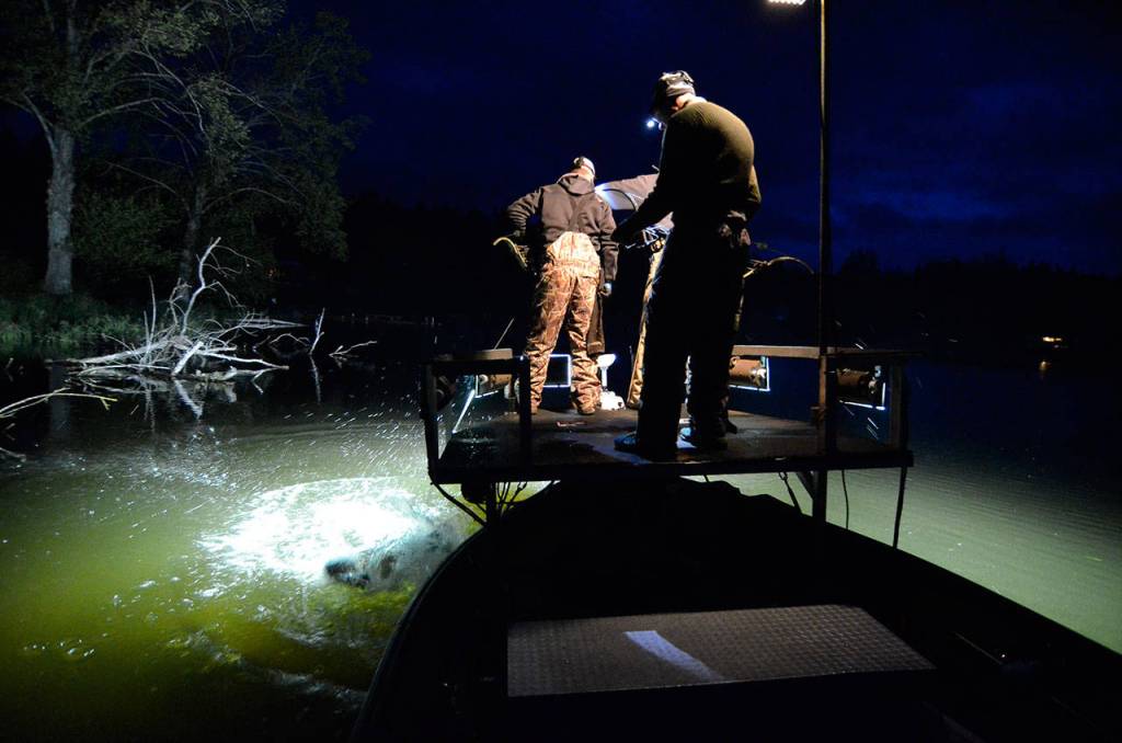 Bow fishermen return to Lone Lake for carp