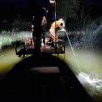 Justin Burnett/The Record &mdash; Jay Johnson, a Camano resident, muscles in a grass carp at Lone Lake on Friday. He and two other bow fishermen have been hunting the lake at the request of area fishing clubs. The carp eat vegetation and are believed to be linked to a trout die-off last year resulting from low oxygen levels.