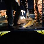 Bow fishermen return to Lone Lake for carp