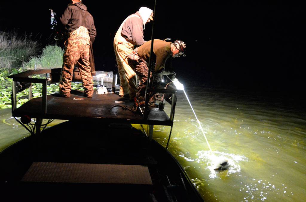 Bow fishermen return to Lone Lake for carp