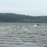 PHOTO GALLERY | Useless Bay, a kitesurfer’s playground