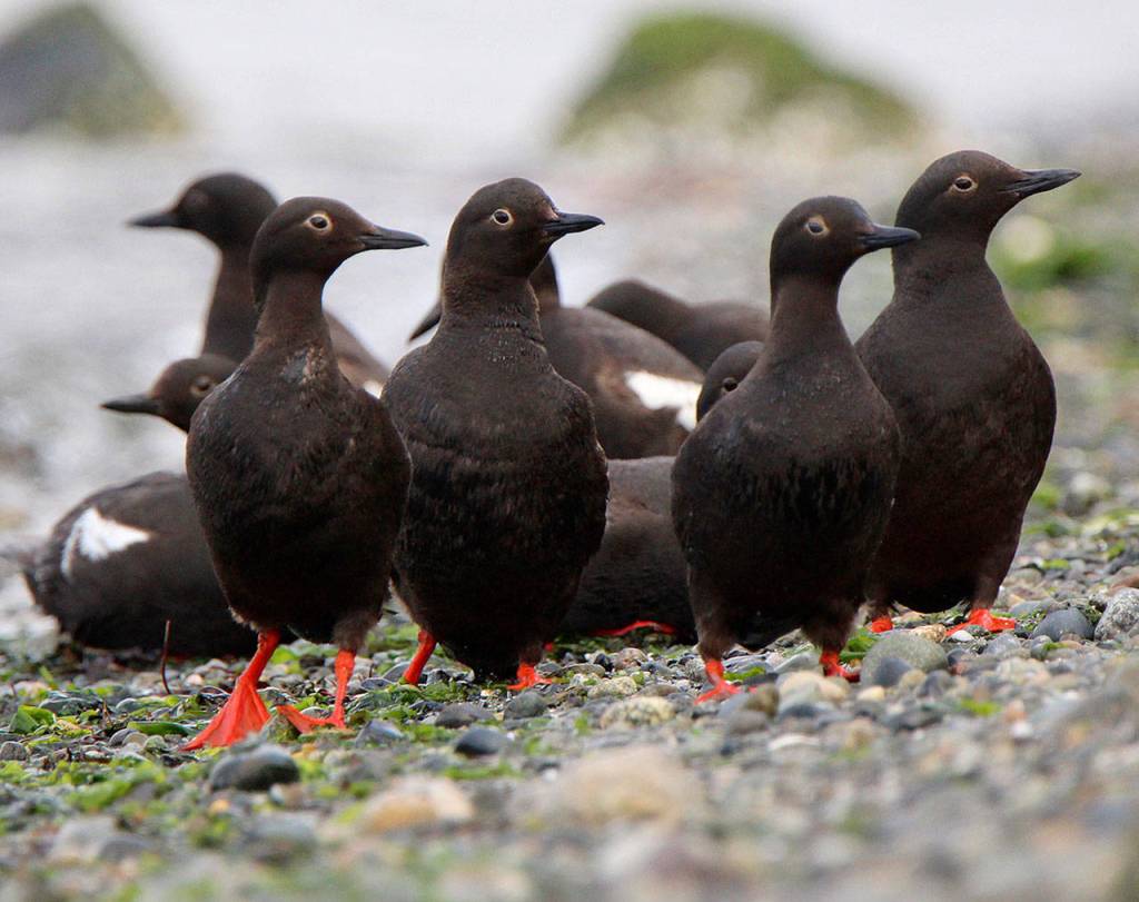 Govinda Rosling photo &mdash; Whidbey Audubon members Frances Wood and Phyllis Kind will be recognized for their contributions to the Pigeon Guillemot studies.