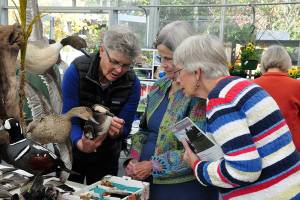 Whidbey Audubon Society: reaching for conservation after 35 years