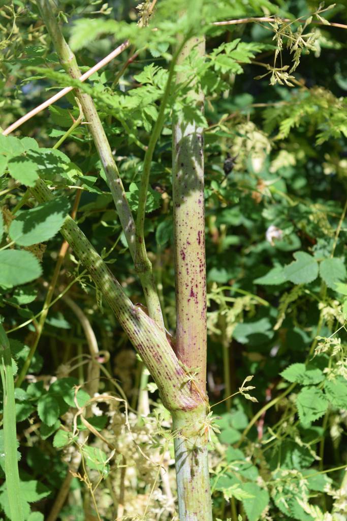 Kyle Jensen/The Record &mdash; Poison hemlock can be identified by the purple blotches on its thick, hollow stem.
