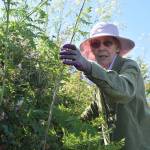 Rooting out poison hemlock; Sunlight Beach good Samaritan gets help from neighbors