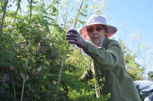 Rooting out poison hemlock; Sunlight Beach good Samaritan gets help from neighbors