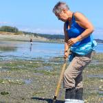 Searching for clams on Penn Cove beaches occupies many summer days for Becky Cormier, who lives nearby. Some of her clams end up as bait for crabs while others are fried for some &ldquo;really yummy clam fritters.&rdquo; Photo by Patricia Guthrie/Whidbey News-Times