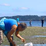 Keeping to the state daily limit of 40 clams weighing no more than ten pounds, Becky Cormier counts the butter clams she unearthed at Penn Cove recently. Photo by Patricia Guthrie/Whidbey News-Times