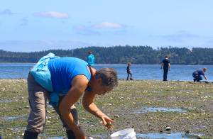 Keeping to the state daily limit of 40 clams weighing no more than ten pounds, Becky Cormier counts the butter clams she unearthed at Penn Cove recently. Photo by Patricia Guthrie/Whidbey News-Times
