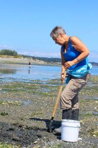 Searching for clams on Penn Cove beaches occupies many summer days for Becky Cormier, who lives nearby. Some of her clams end up as bait for crabs while others are fried for some &ldquo;really yummy clam fritters.&rdquo; Photo by Patricia Guthrie/Whidbey News-Times