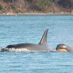 UW study pins orca pregnancy problems on lack of salmon