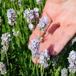 Rows of pink lavender are planted amongst plants with the traditional lavender hue to provide variety and composition in the fields.
