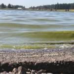 Evan Thompson / The Record &mdash; Green scum was evident in the water at Lone Lake on Wednesday afternoon. A toxic algae bloom forced Island County to close the lake on Wednesday.