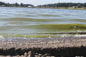 Lone Lake closes due to toxic algae bloom
