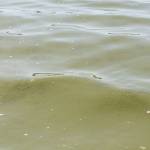 Evan Thompson / The Record &mdash; Green scum was seen on the surface of Lone Lake this past week. A toxic algae bloom led Island County to close the lake on July 19.