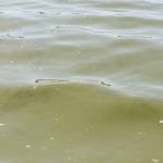 New Lone Lake test shows neurotoxin level increase