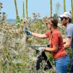 REI employees lend hand to invasive week control