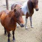 Contributed photo &mdash; A pair of miniature horses owned by an Oak Harbor couple need a new home.